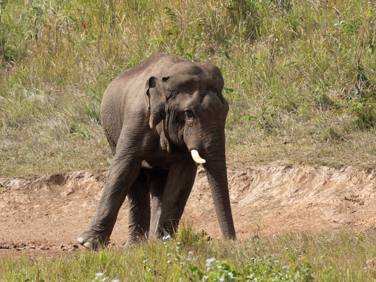 Animaux - ML651773655