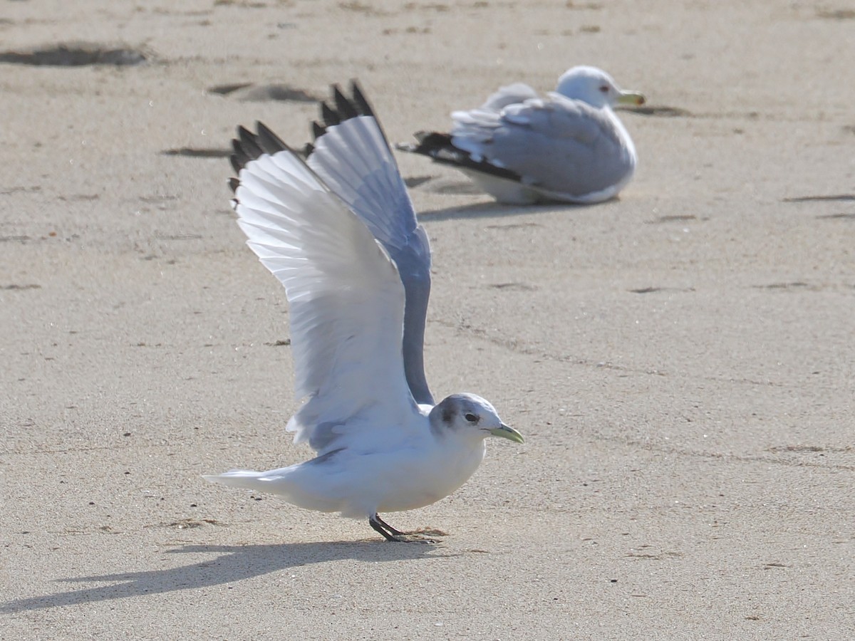 Antxeta hankabeltza - ML651773656