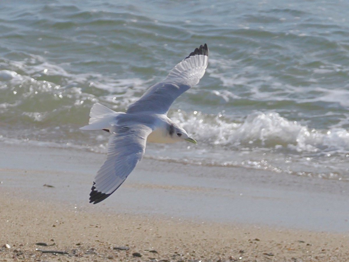 Antxeta hankabeltza - ML651773659