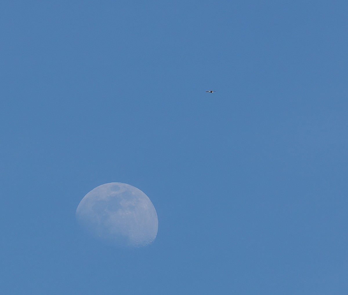 Kaioa sp. - ML651773699