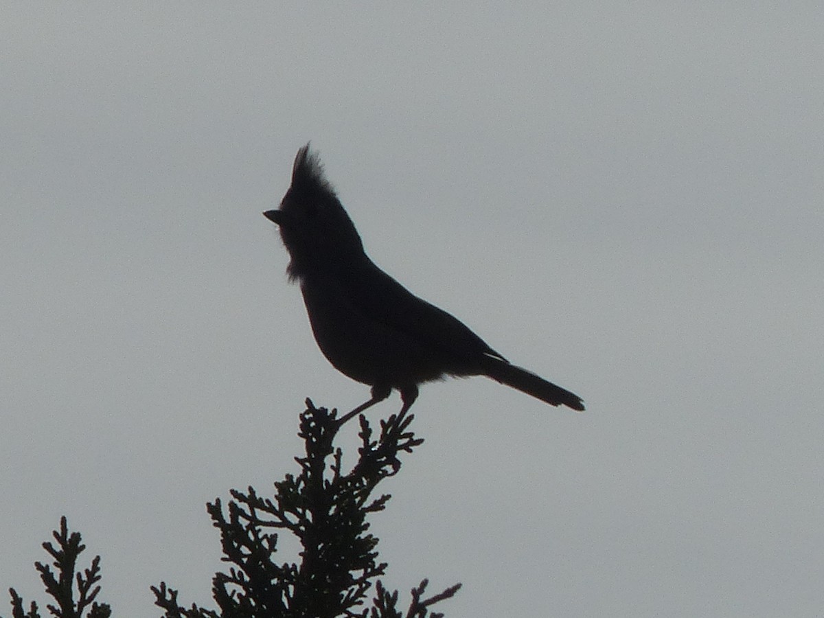 Juniper Titmouse - ML651774252