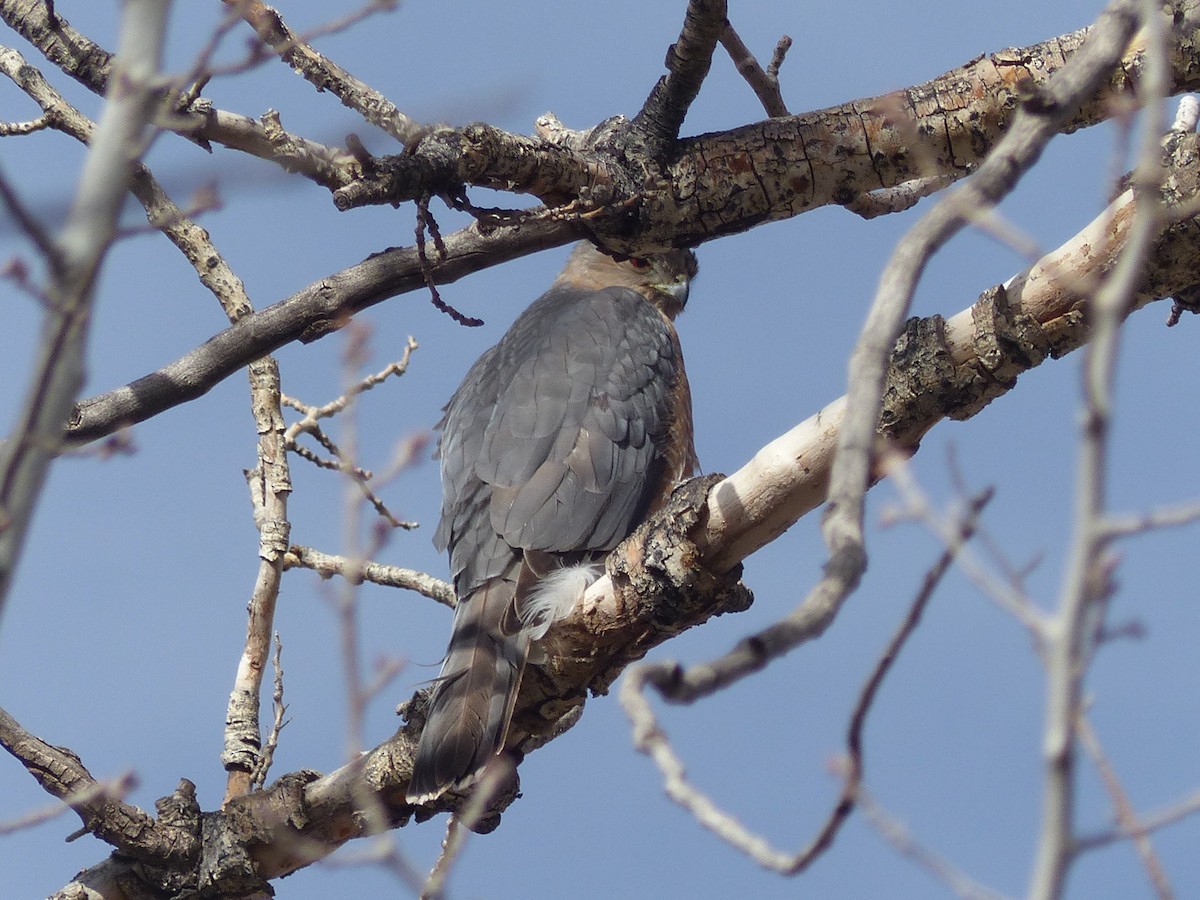 Cooper's Hawk - ML651774295