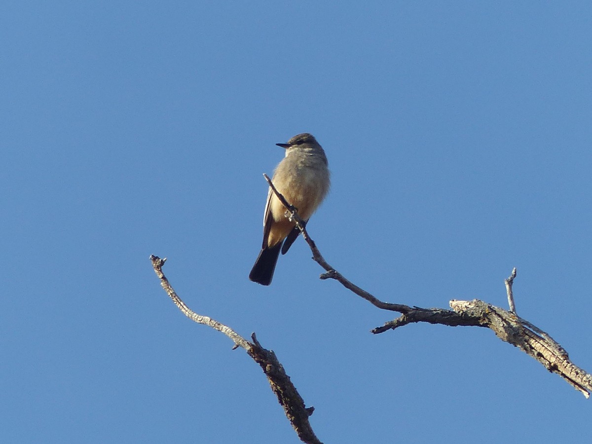 Say's Phoebe - ML651774303