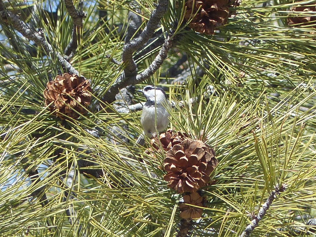 Mountain Chickadee - ML651774454