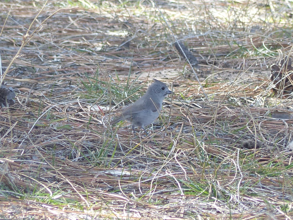 Juniper Titmouse - ML651774466