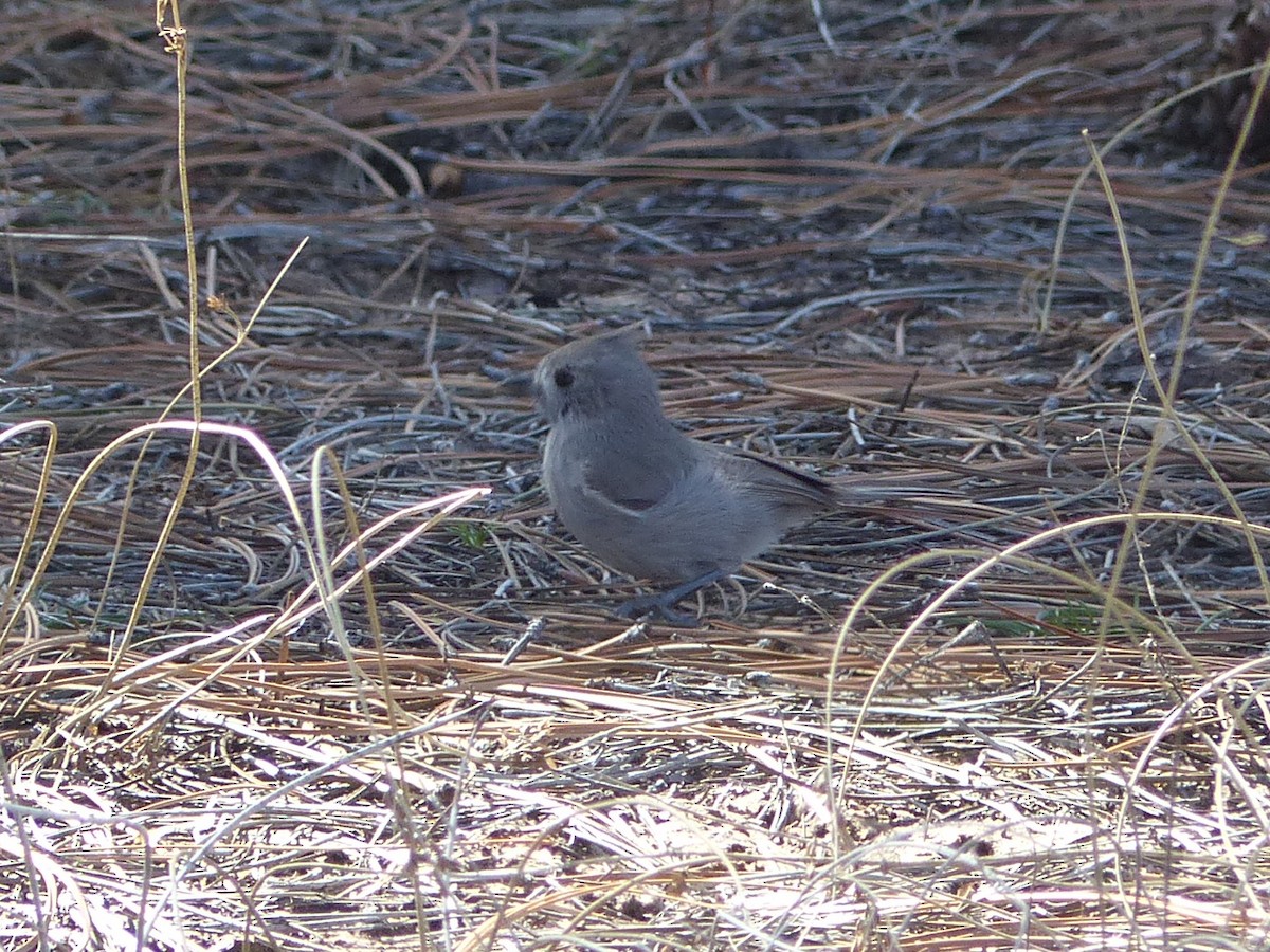 Juniper Titmouse - ML651774474