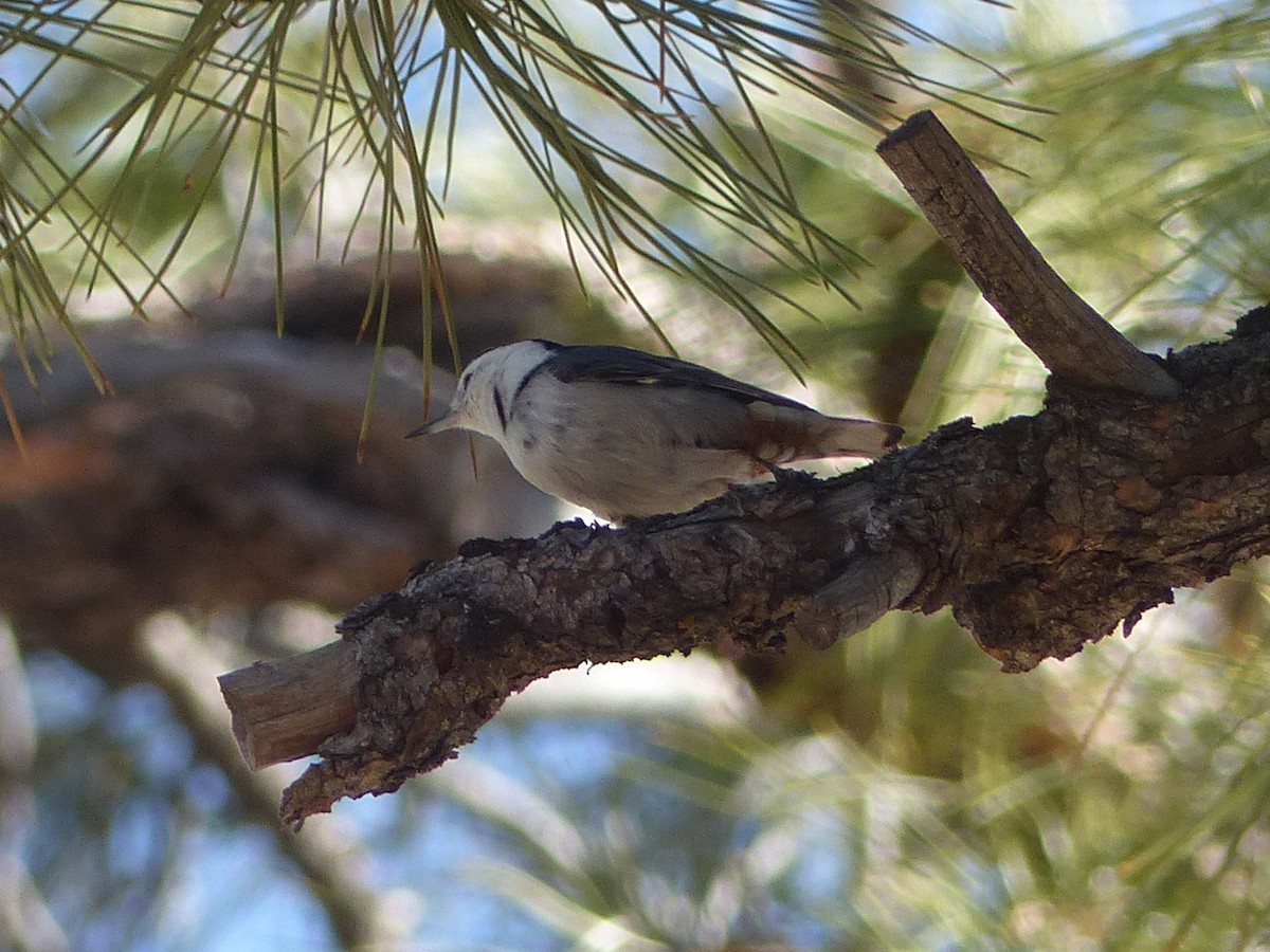 White-breasted Nuthatch - ML651774484