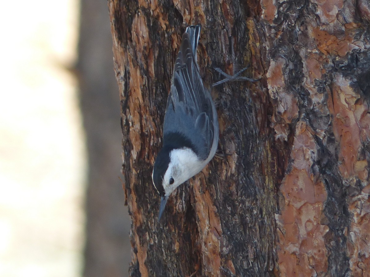 White-breasted Nuthatch - ML651774489