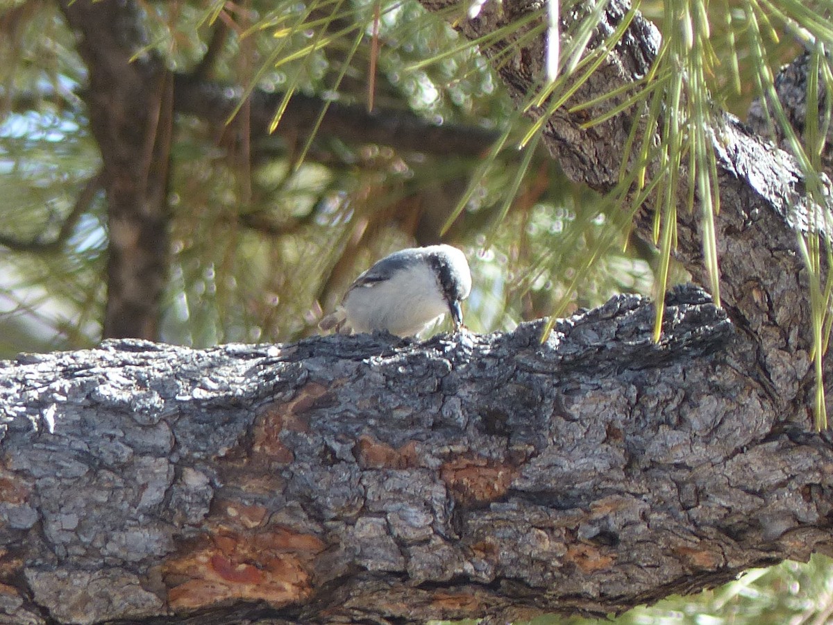 Pygmy Nuthatch - ML651774498