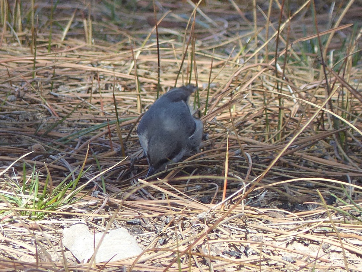 Pygmy Nuthatch - ML651774513
