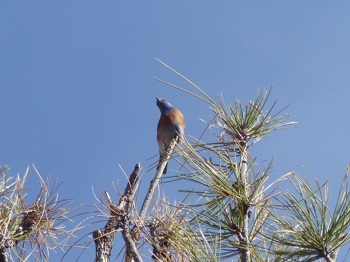 Western Bluebird - ML651774522