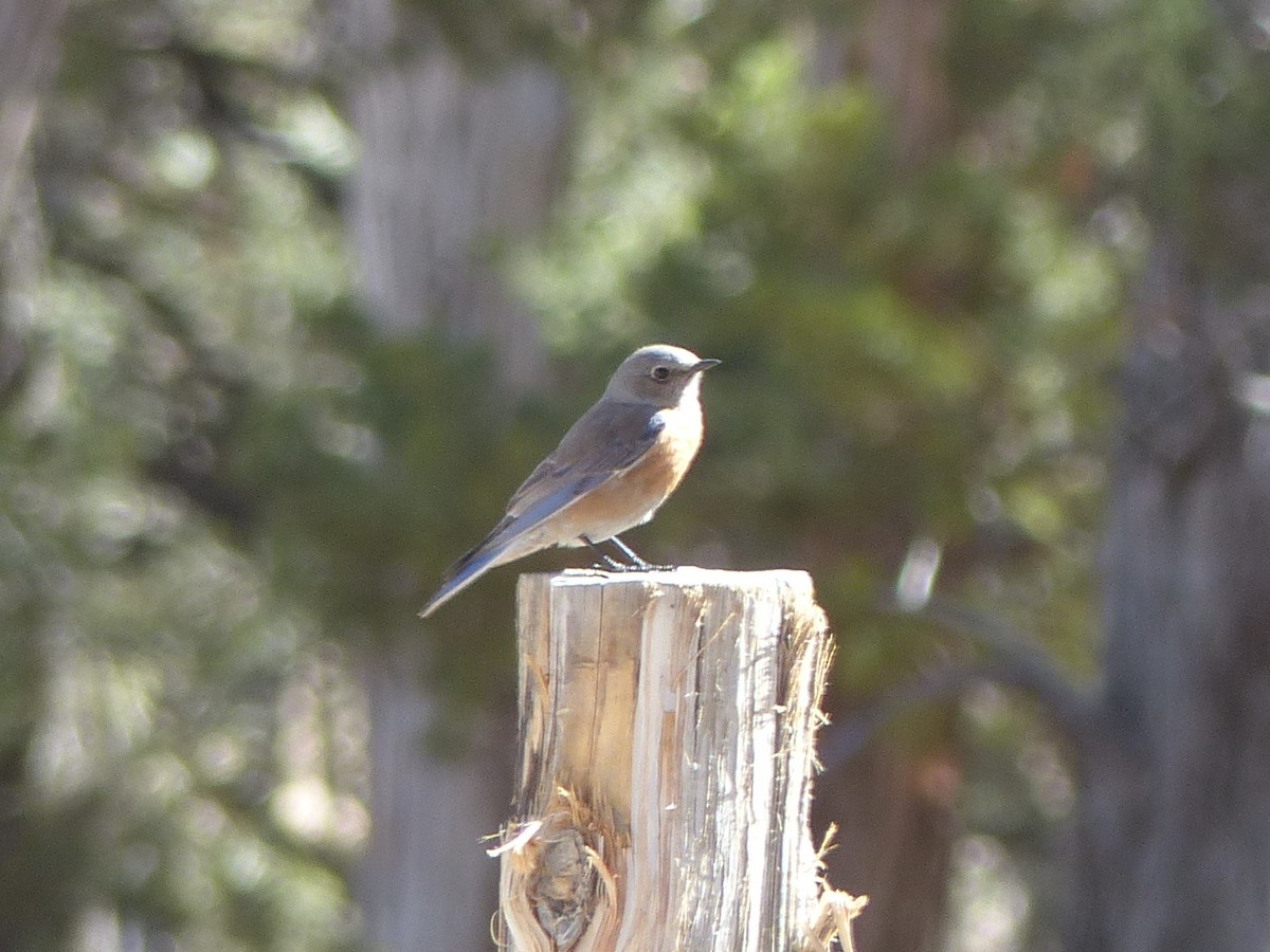 Western Bluebird - ML651774531