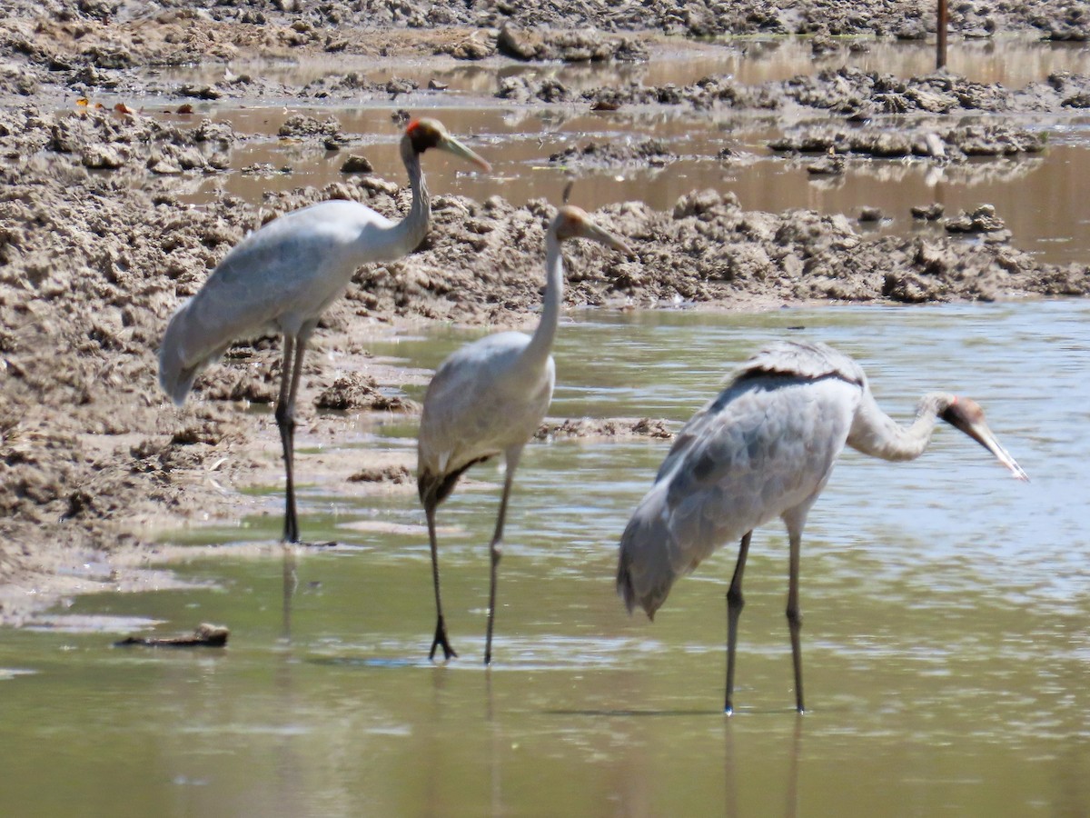 Австралийский журавль - ML651774539