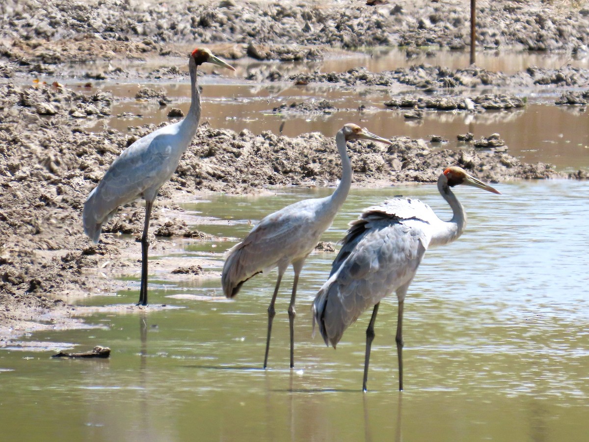 Австралийский журавль - ML651774540