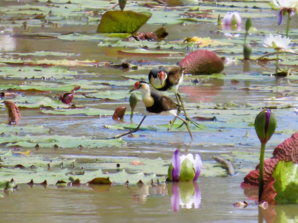 Шлемоносная якана - ML651774542