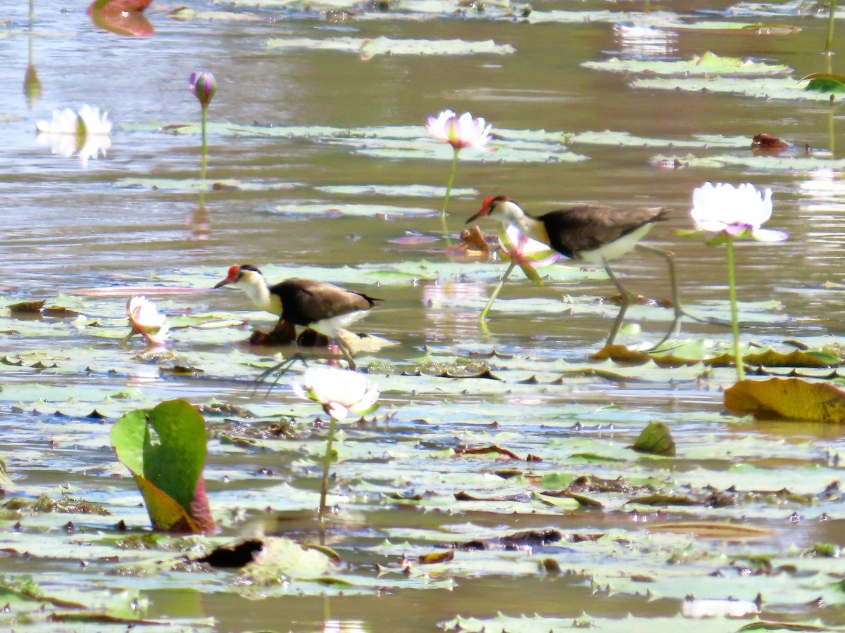 Шлемоносная якана - ML651774543