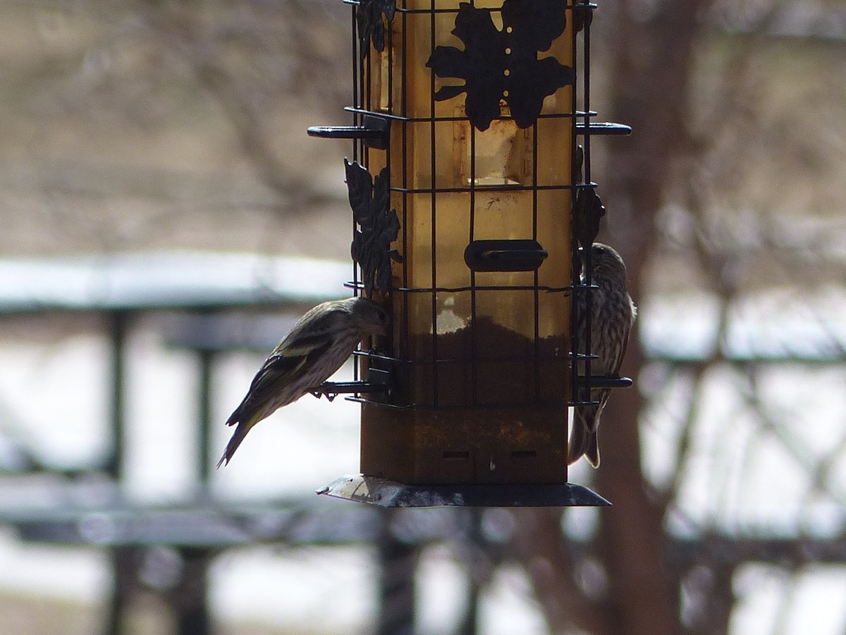 Pine Siskin - ML651774599