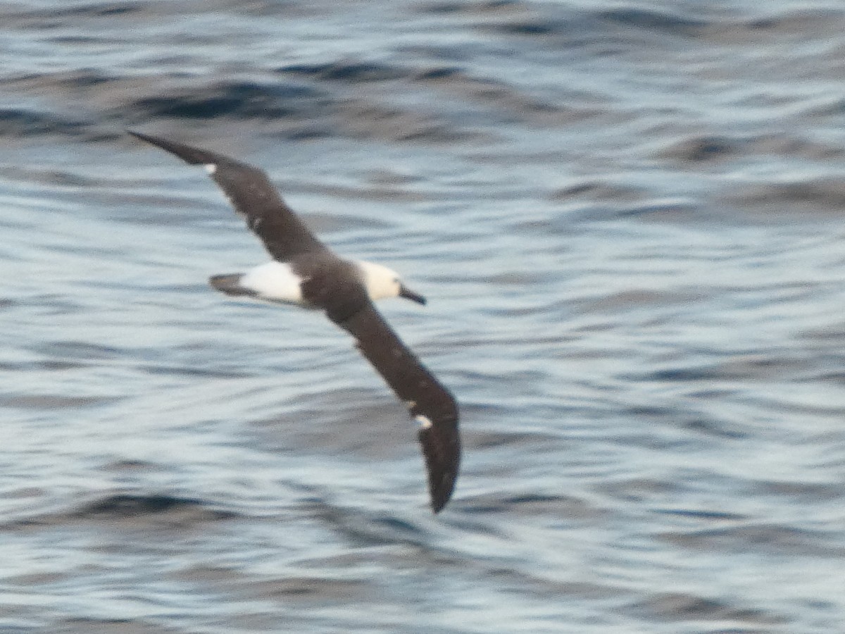 Atlantic Yellow-nosed Albatross - ML651774841