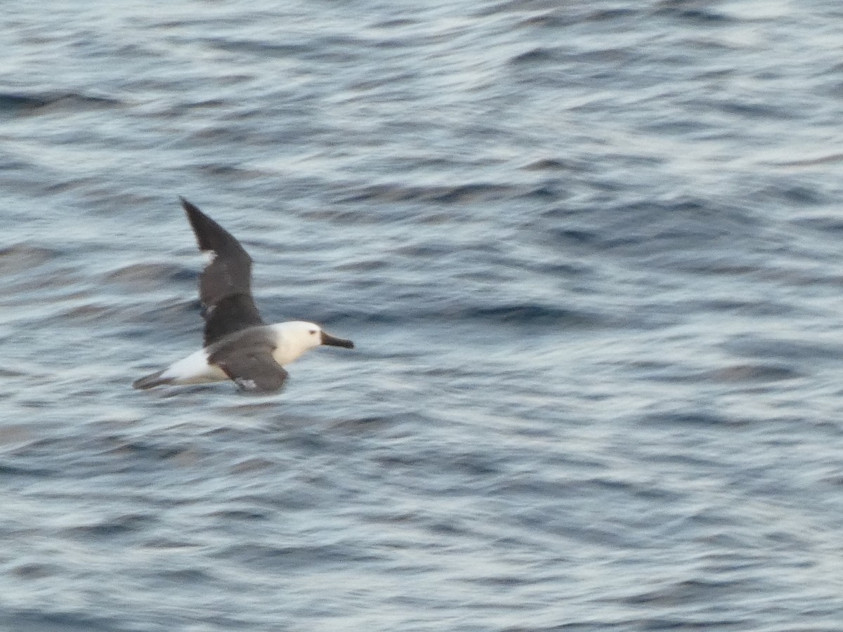 Atlantic Yellow-nosed Albatross - ML651774842