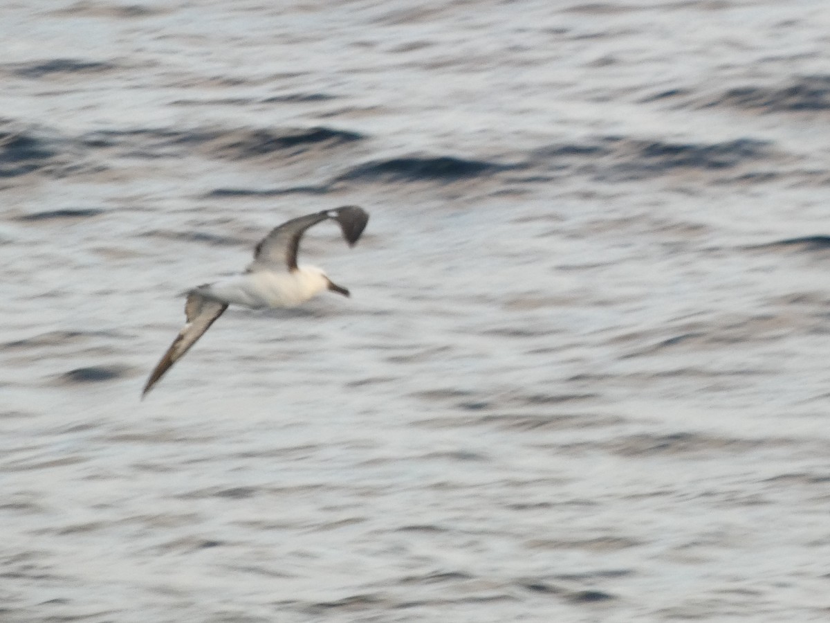 Atlantic Yellow-nosed Albatross - ML651774843