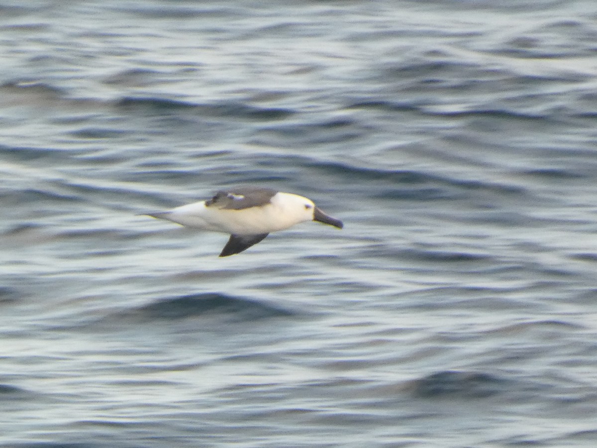 Atlantic Yellow-nosed Albatross - ML651774844