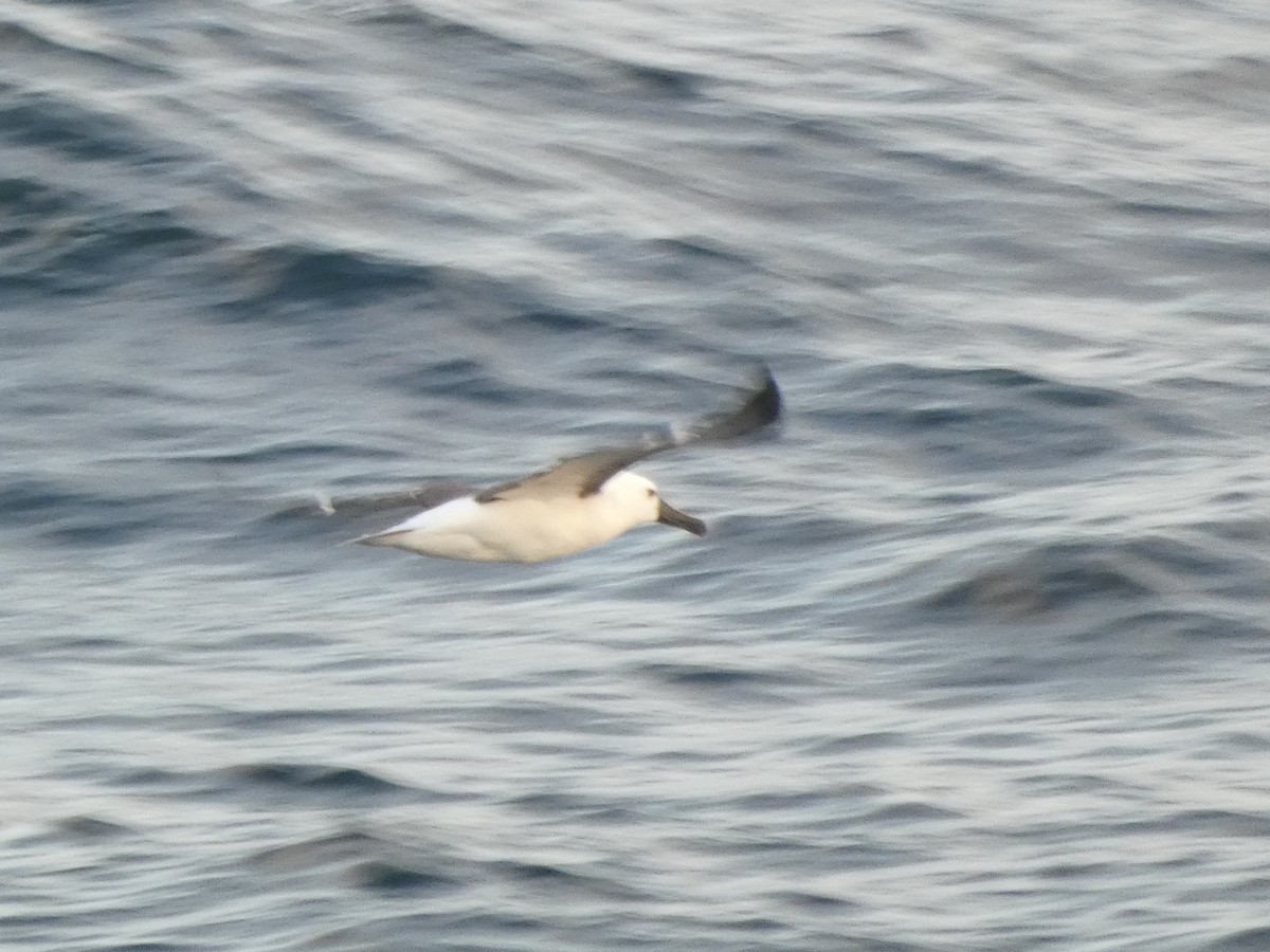 Atlantic Yellow-nosed Albatross - ML651774846
