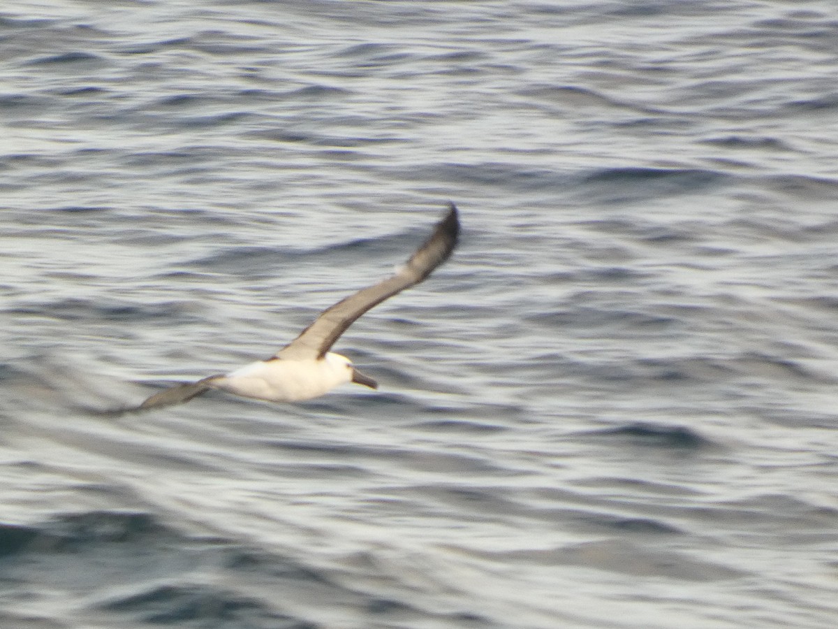Atlantic Yellow-nosed Albatross - ML651774847