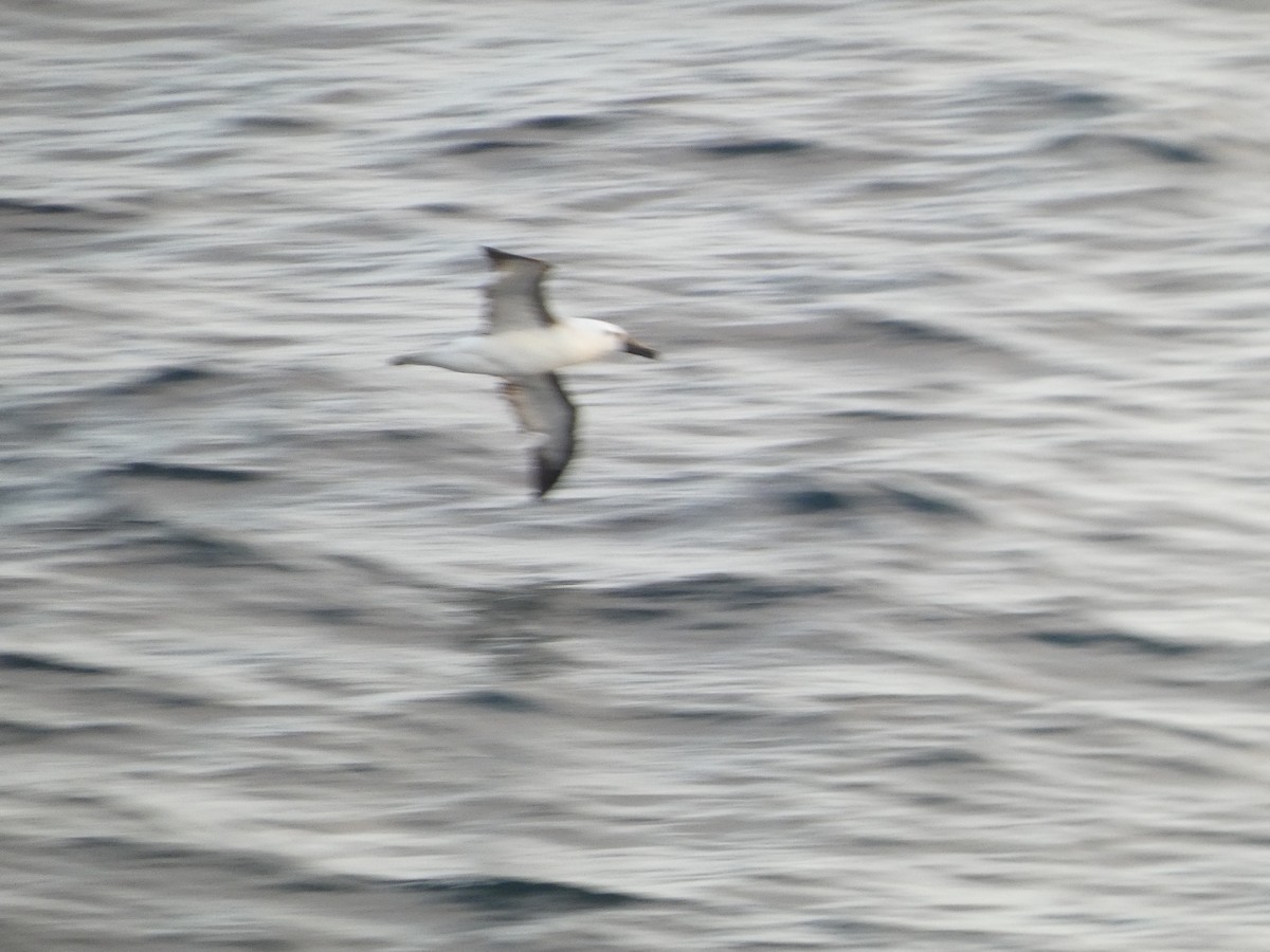 Atlantic Yellow-nosed Albatross - ML651774848