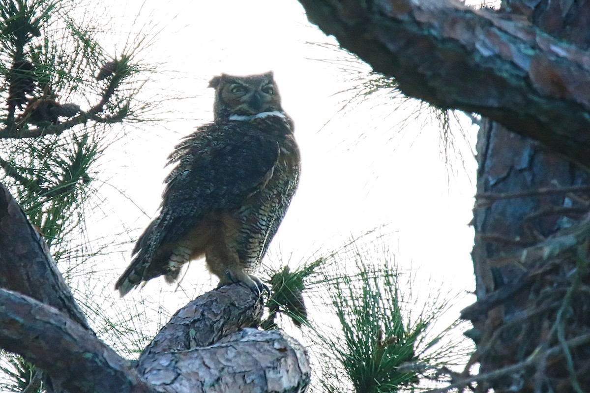 Great Horned Owl - ML651775256