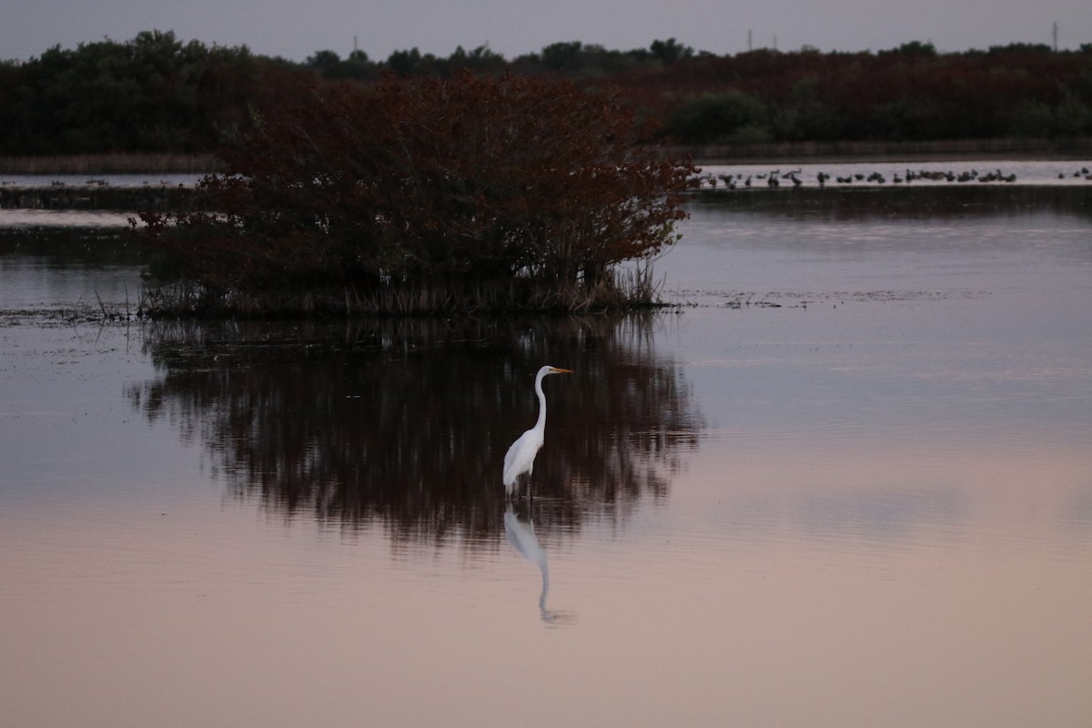 大白鷺 - ML651775358