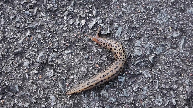 Leopard Slug - ML651775688