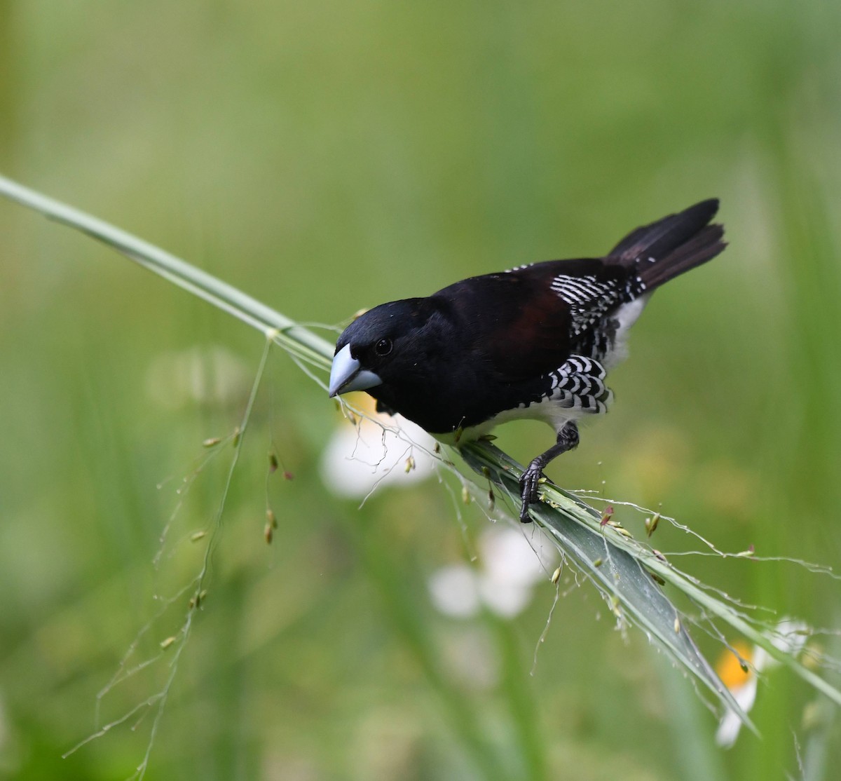 Black-and-white Mannikin - ML651775718
