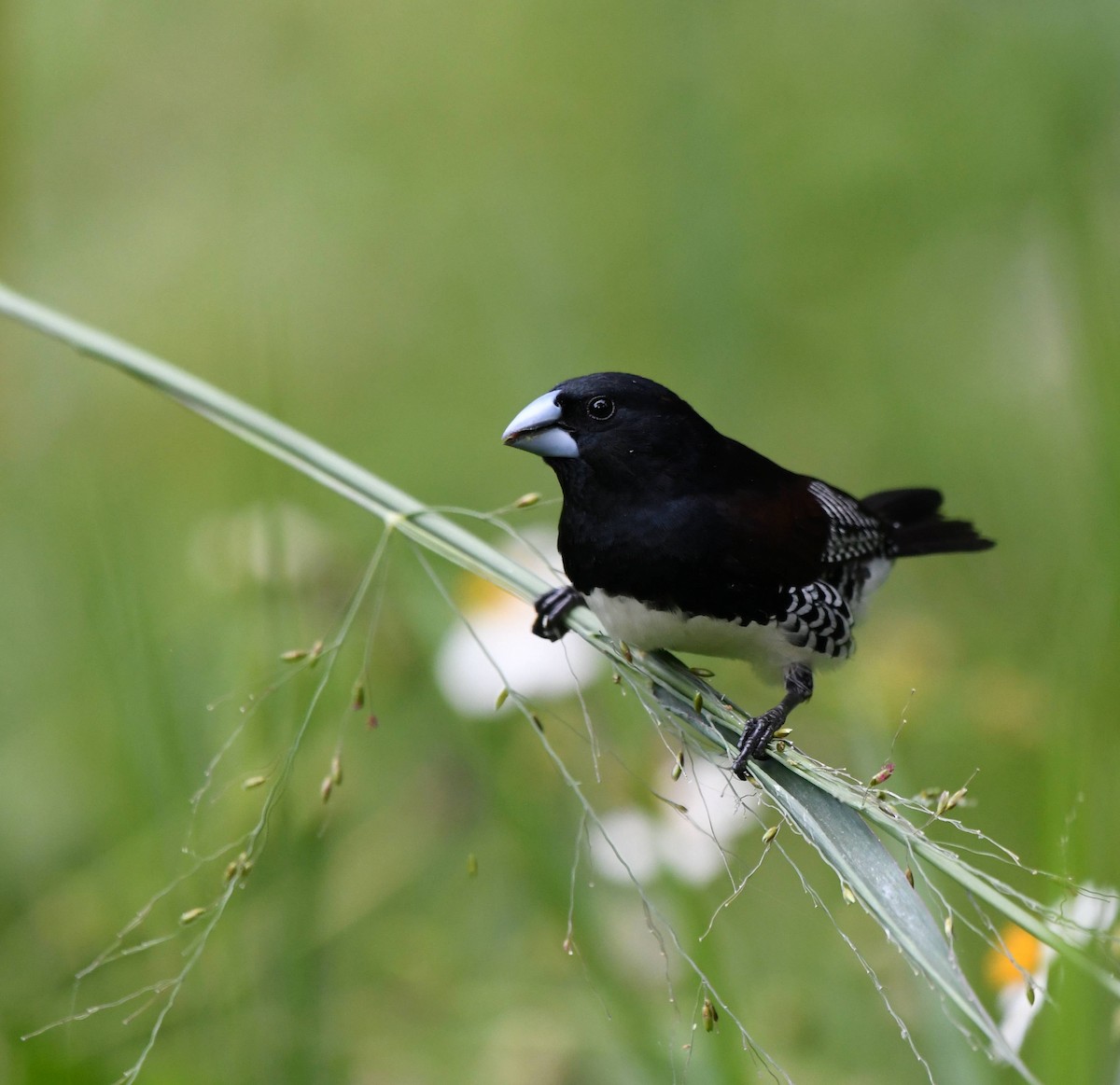Black-and-white Mannikin - ML651775719