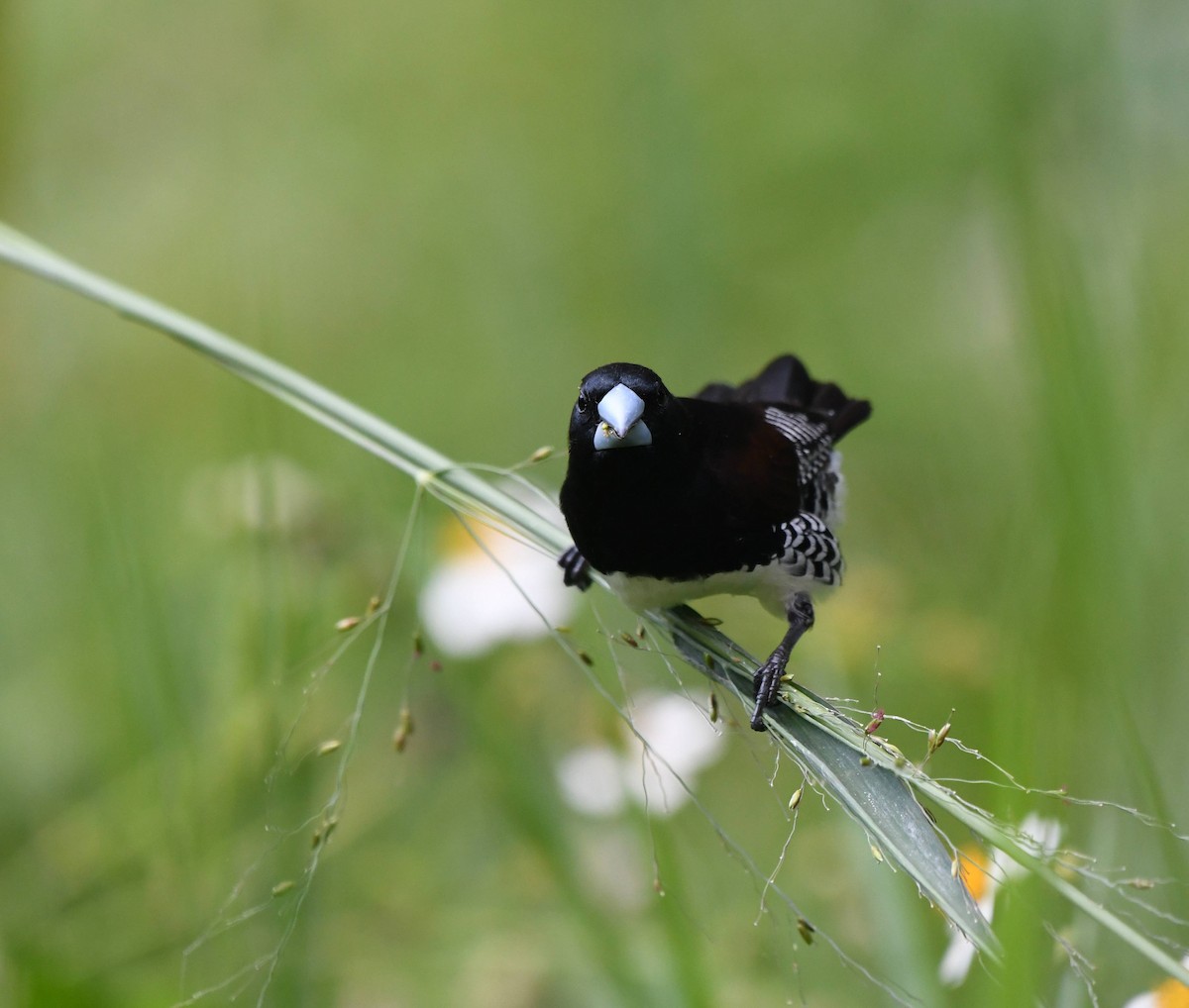 Black-and-white Mannikin - ML651775720