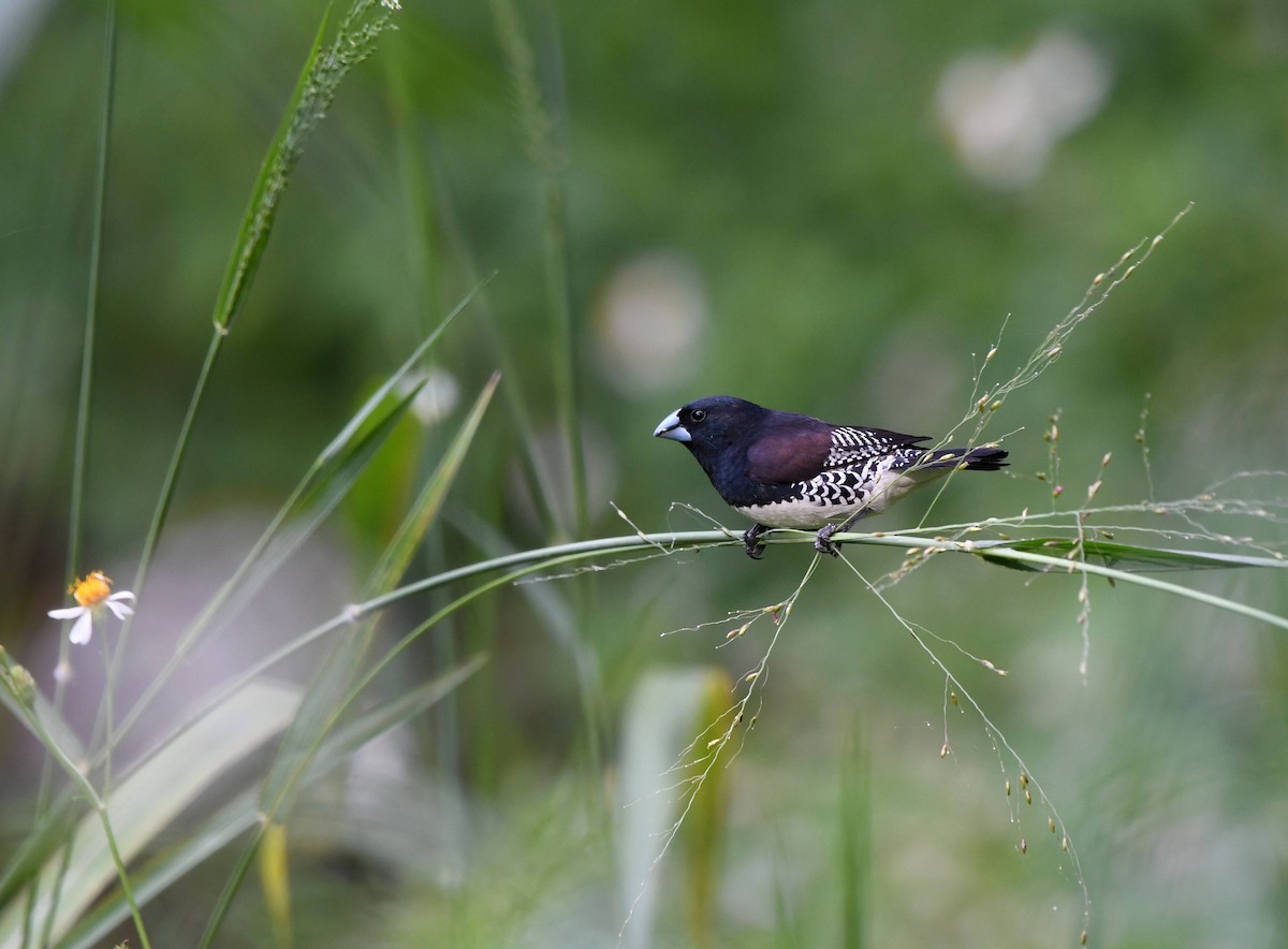 Black-and-white Mannikin - ML651775721