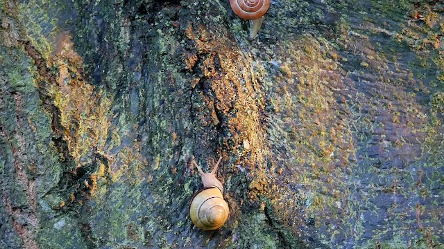 Koru Salyangozu - ML651775778