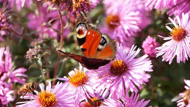 Tavuskelebeği - ML651775909