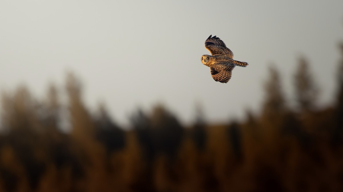 쇠부엉이 (flammeus group) - ML651776035