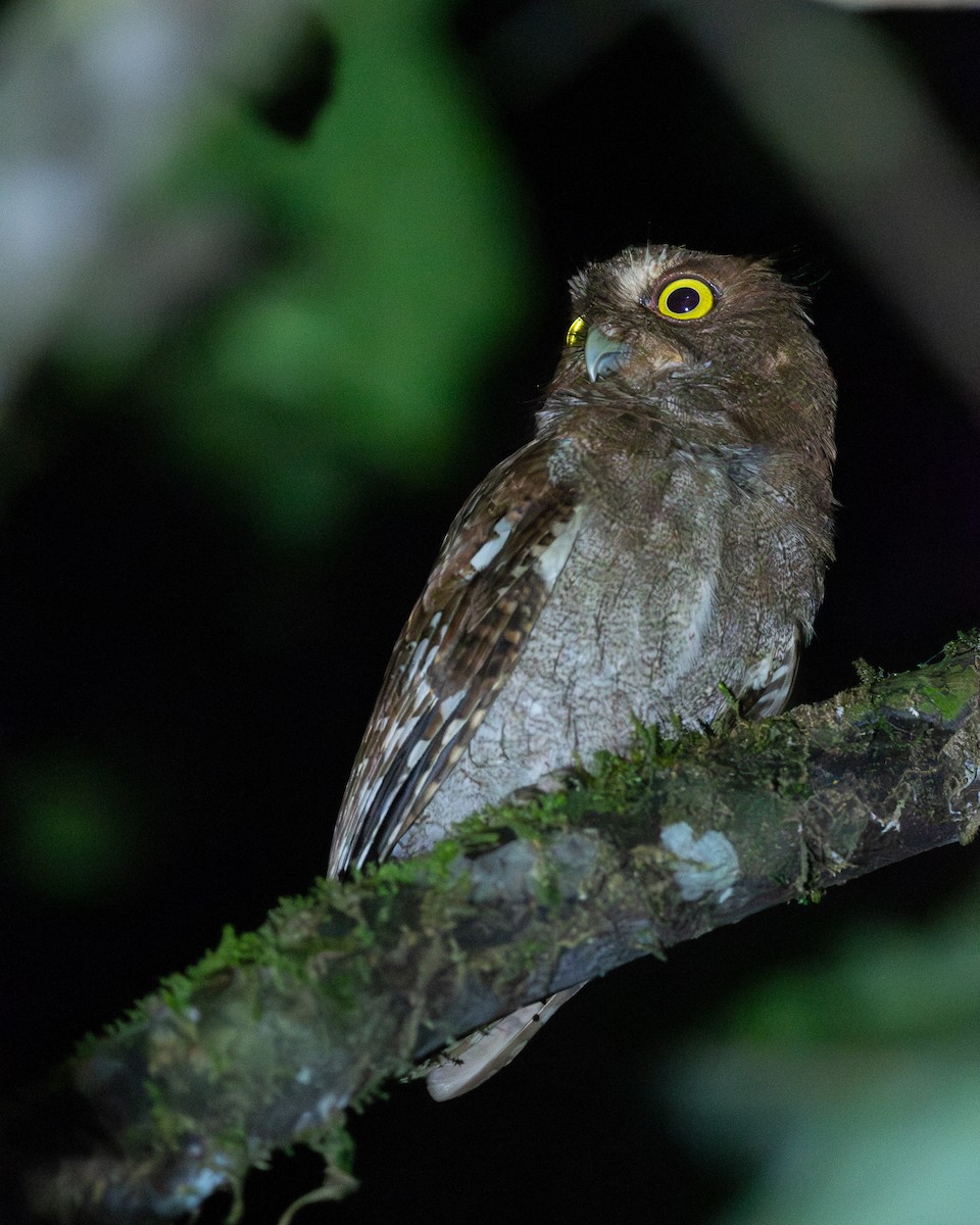 výreček puntarenský (nepopsaná forma) - ML651776157