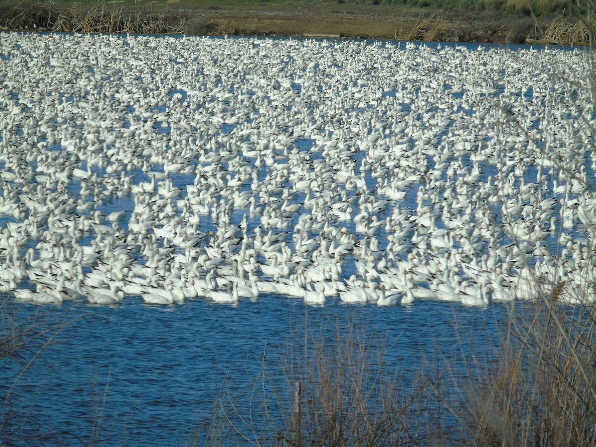 Гуска біла - ML651776703