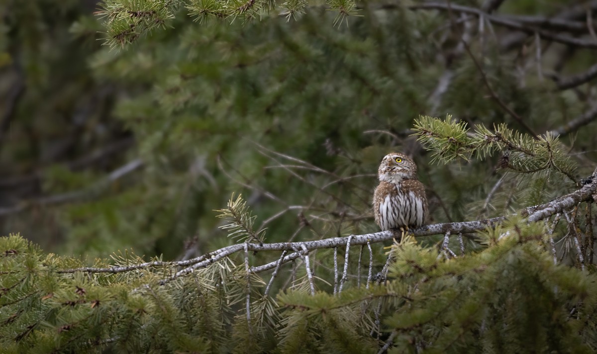 Northern Pygmy-Owl (Pacific) - ML651776722