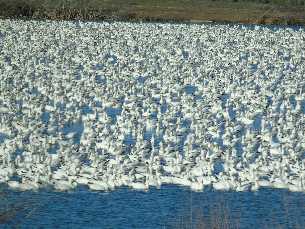 Гуска біла - ML651776743