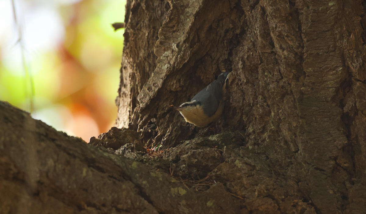 brhlík americký - ML651777375