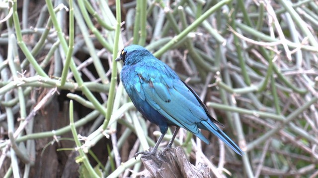 Estornino Orejiazul - ML651778559