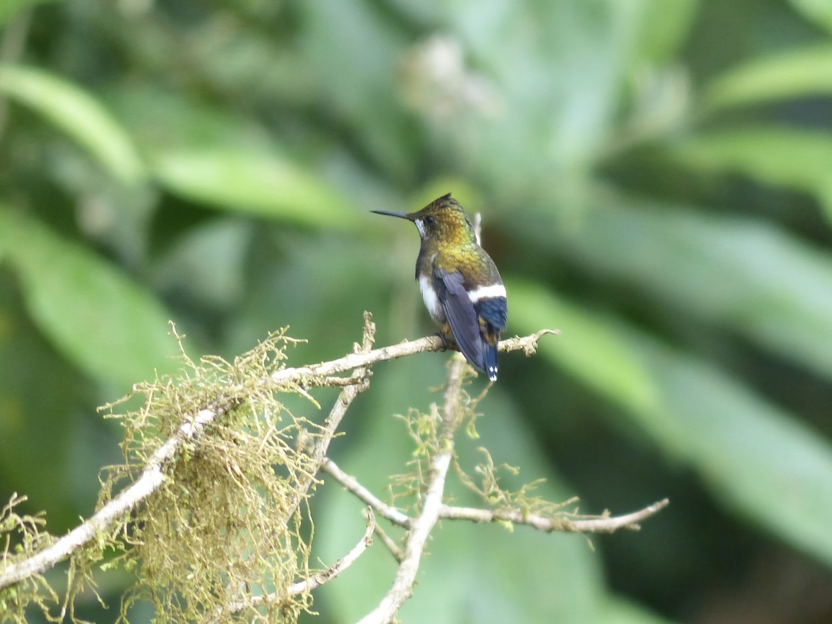 Tepeli Telkuyruk - ML651779314