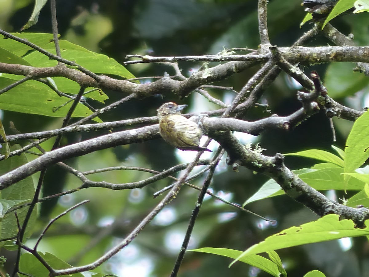 Lafresnaye Kakancığı - ML651779688