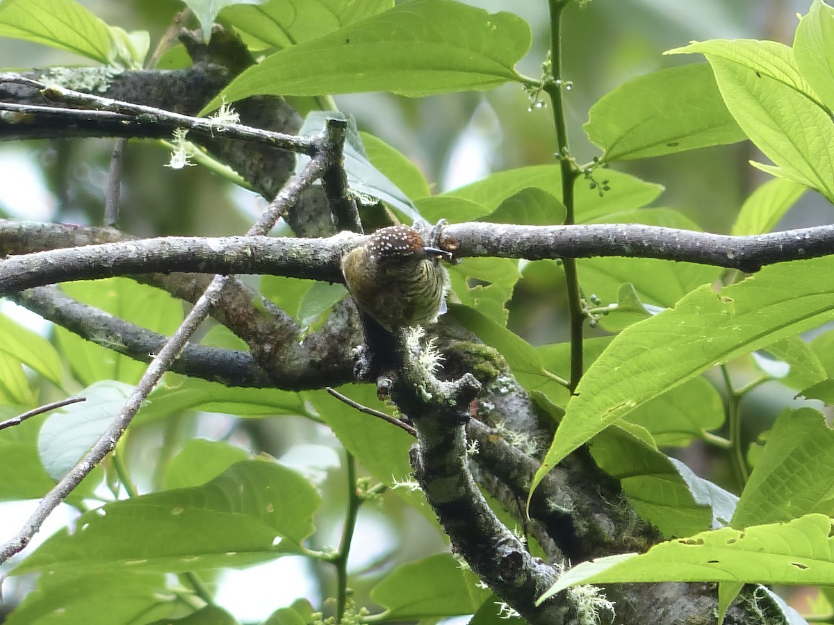 Lafresnaye Kakancığı - ML651779691