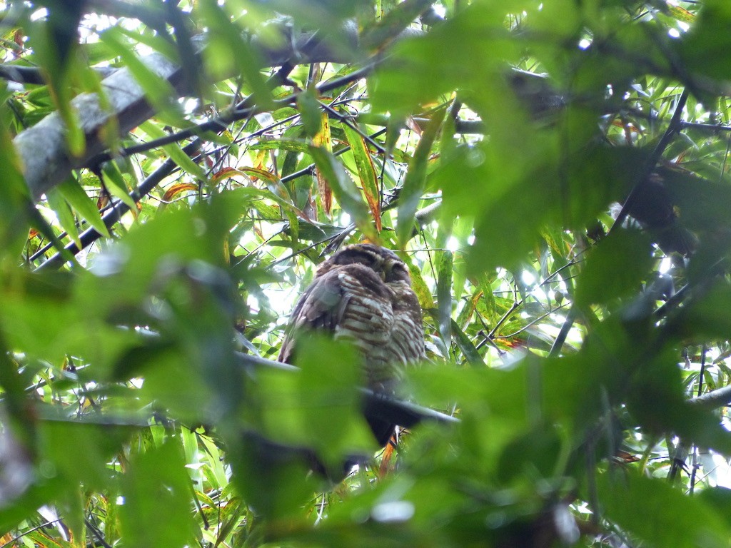 Kolyeli Baykuş - ML651779771