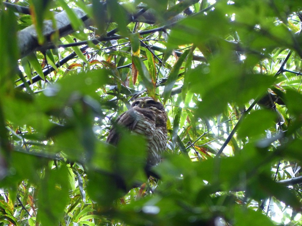 Kolyeli Baykuş - ML651779776