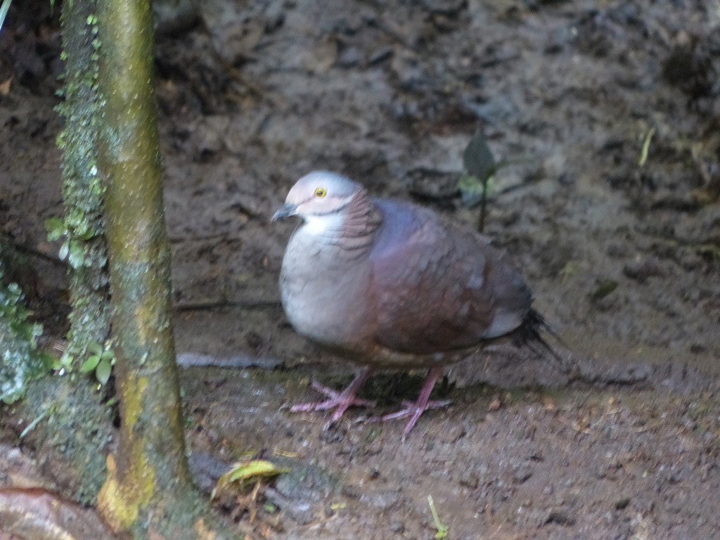 Ak Boğazlı Kumru - ML651779858